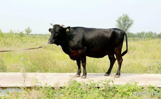 学会这些你也可以更懂牛肉，带你了解中国十大牛品种