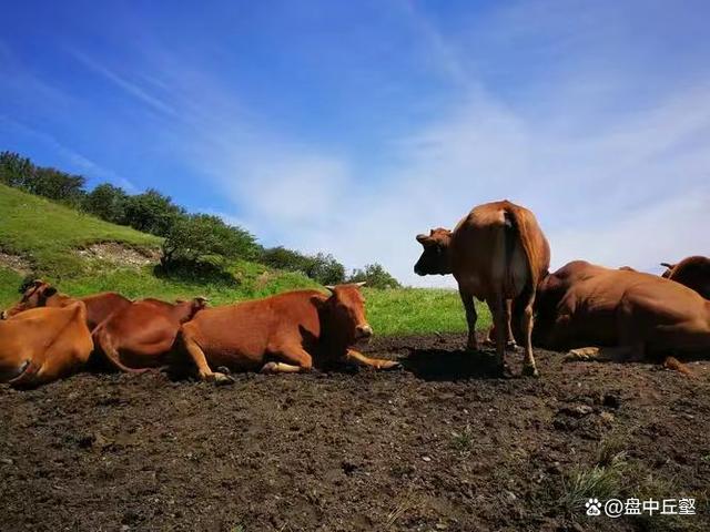 学会这些你也可以更懂牛肉，带你了解中国十大牛品种