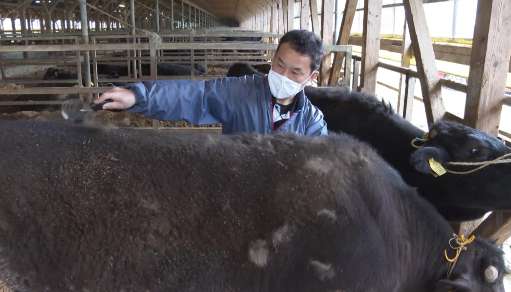 日本产的牛就是“和牛”吗？“霜降”牛肉和霜降有什么关系？和牛为何陷入品种困境？