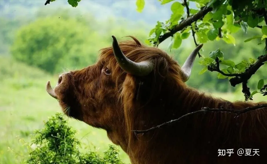 傲娇到天上的牛——日本和牛